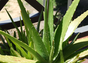 aloevera