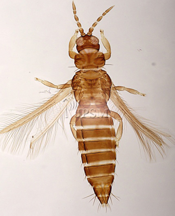 Thripsrazanii