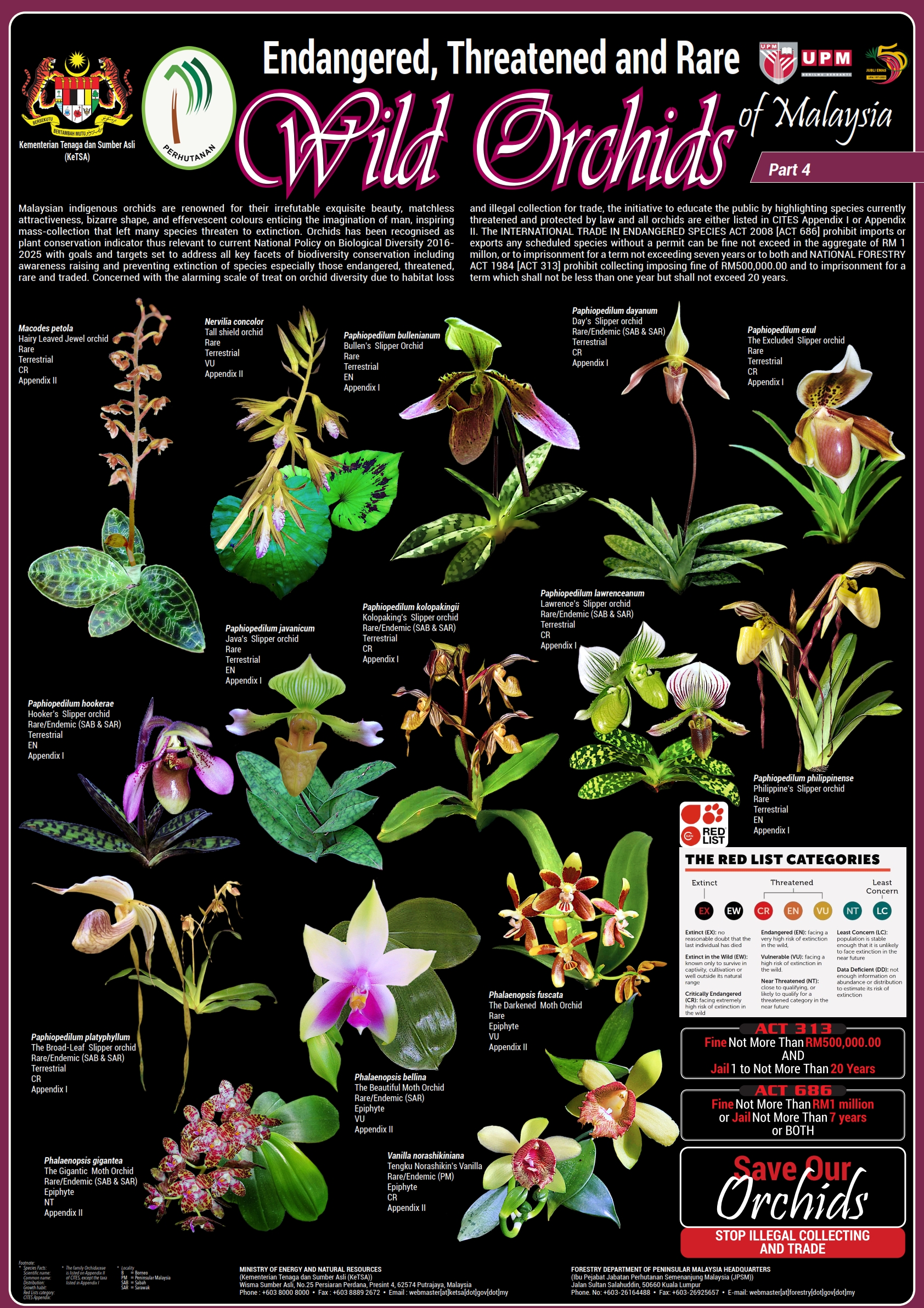 orchid1