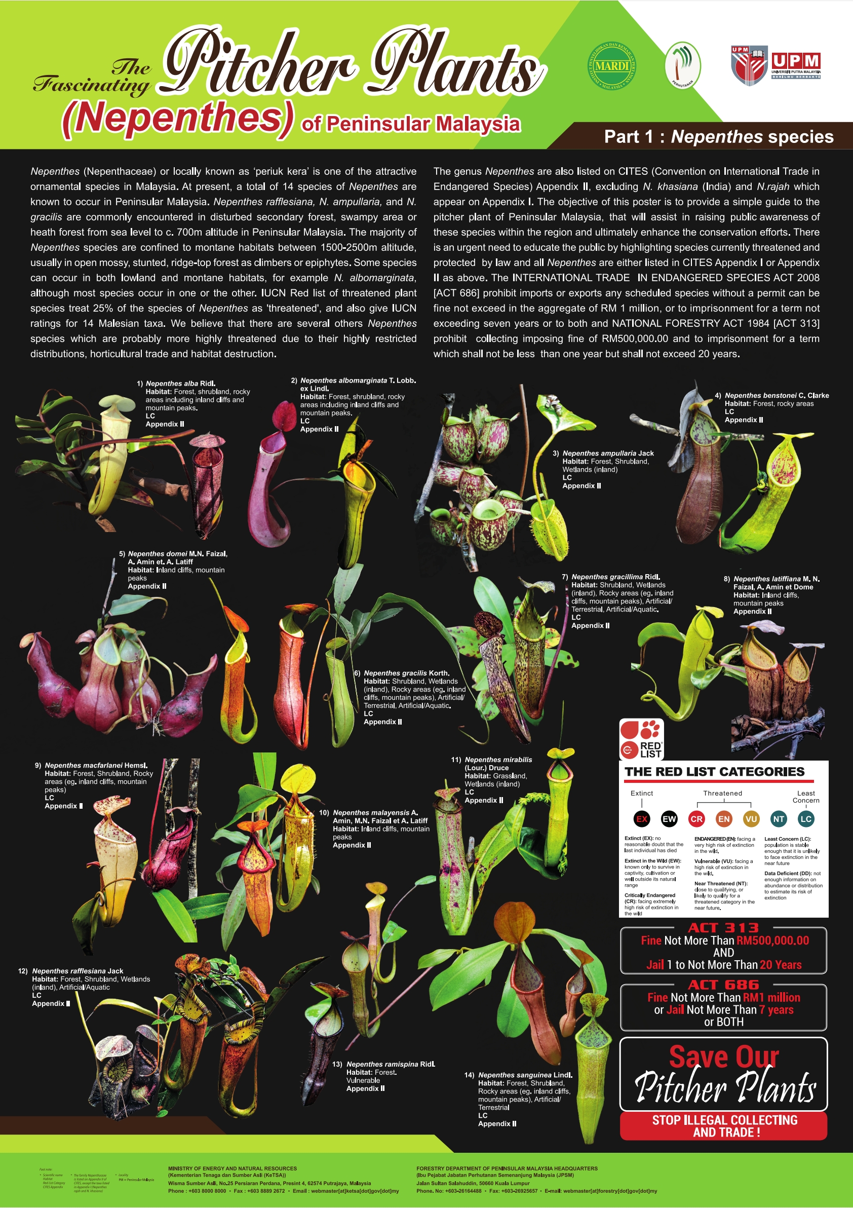 orchid1