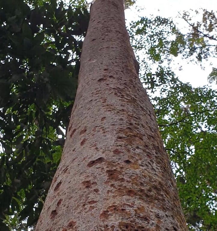 Borneo Teak / Malacca Teak / Moluccan Ironwood