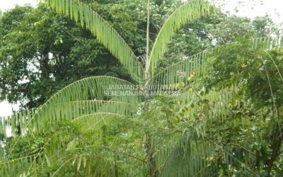 Rotan Manau di Hutan Simpan Bukit Kesing, Kompartmen 7/15, Terengganu