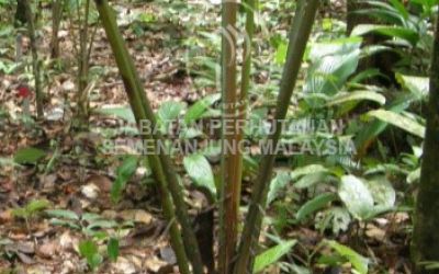 Calamus manan at Compartment 7/15, Bukit Kesing Forest Reserve, Terengganu