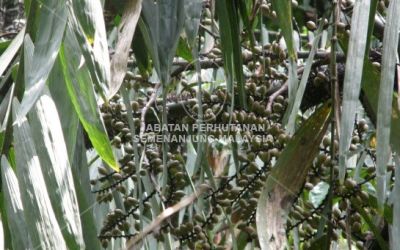 Gambar menunjukkan biji benih rotan manau di Hutan Simpan Behrang, Kompartmen 26, Perak