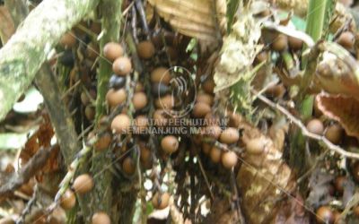 Gambar menunjukkan biji benih rotan manau di Hutan Simpan Behrang, Kompartmen 26, Perak