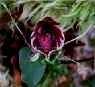 Corybas holttumii 