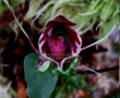 Corybas holttumii 