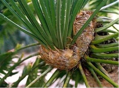 Cycas clivicola