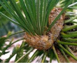 Cycas clivicola