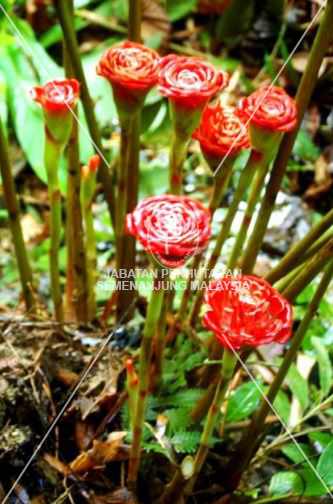 Etlingera terengganuensis