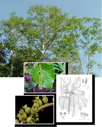 Octomeles sumatrana