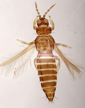 Thrips Razanii