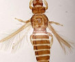 Thrips Razanii