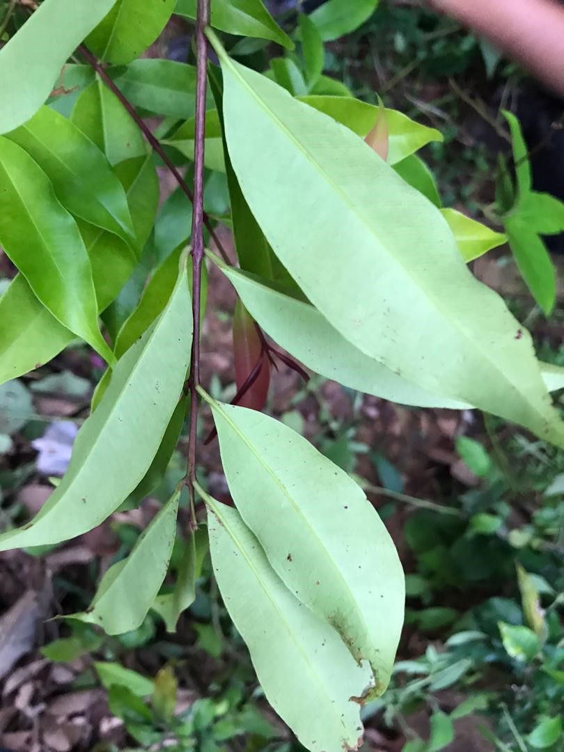 Karas