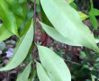 Karas