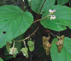 Begonia Herveyana King