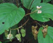 Begonia Herveyana King