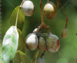 Gnetum microcarpum Blume 