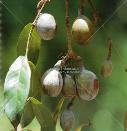 Gnetum microcarpum Blume 