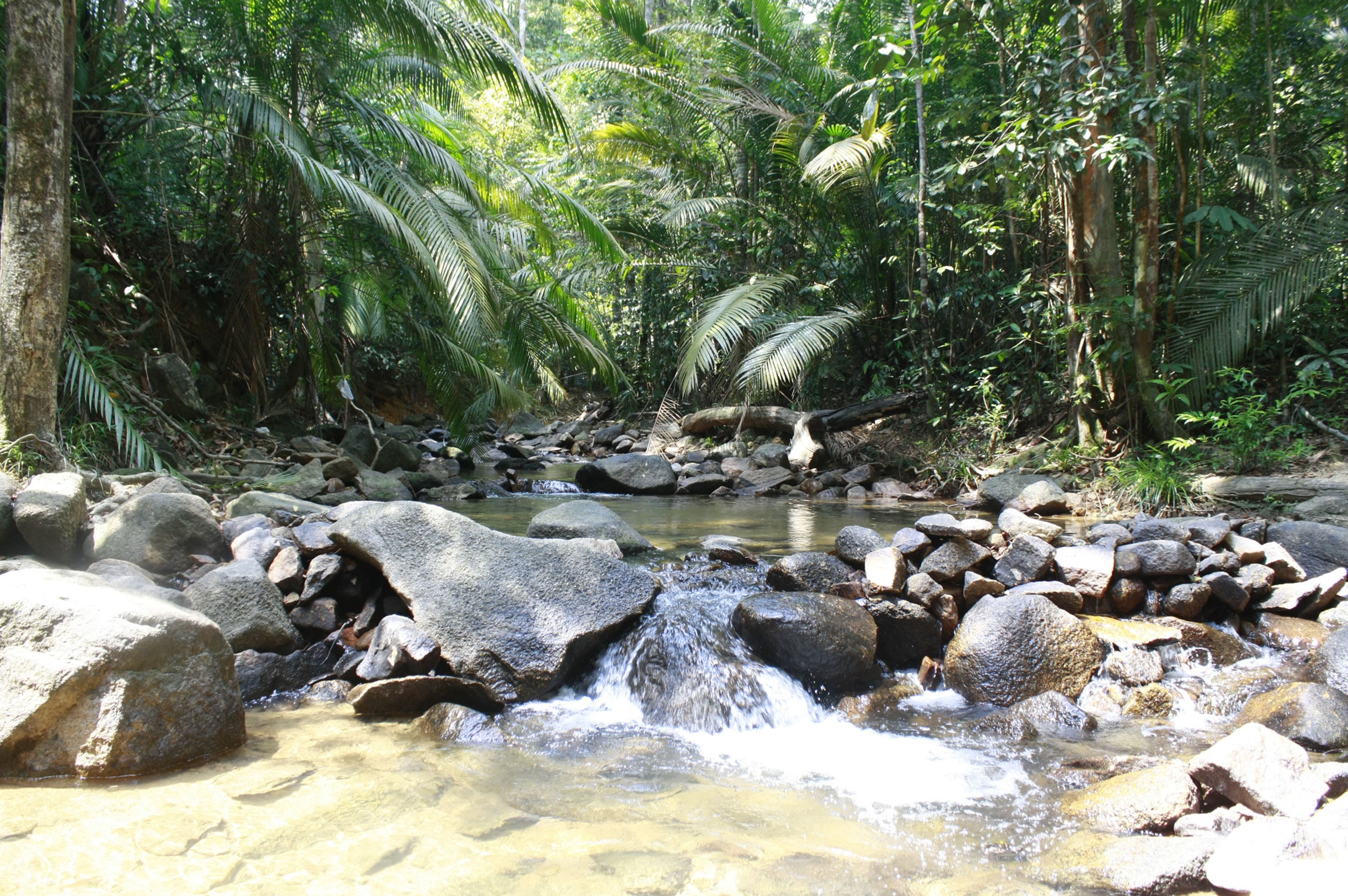 Gunung Belumut Forest Eco-Park