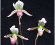 Paphiopedilum barbatum