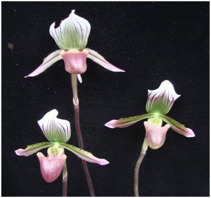 Paphiopedilum barbatum