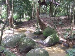 Salu River Amenity Forest